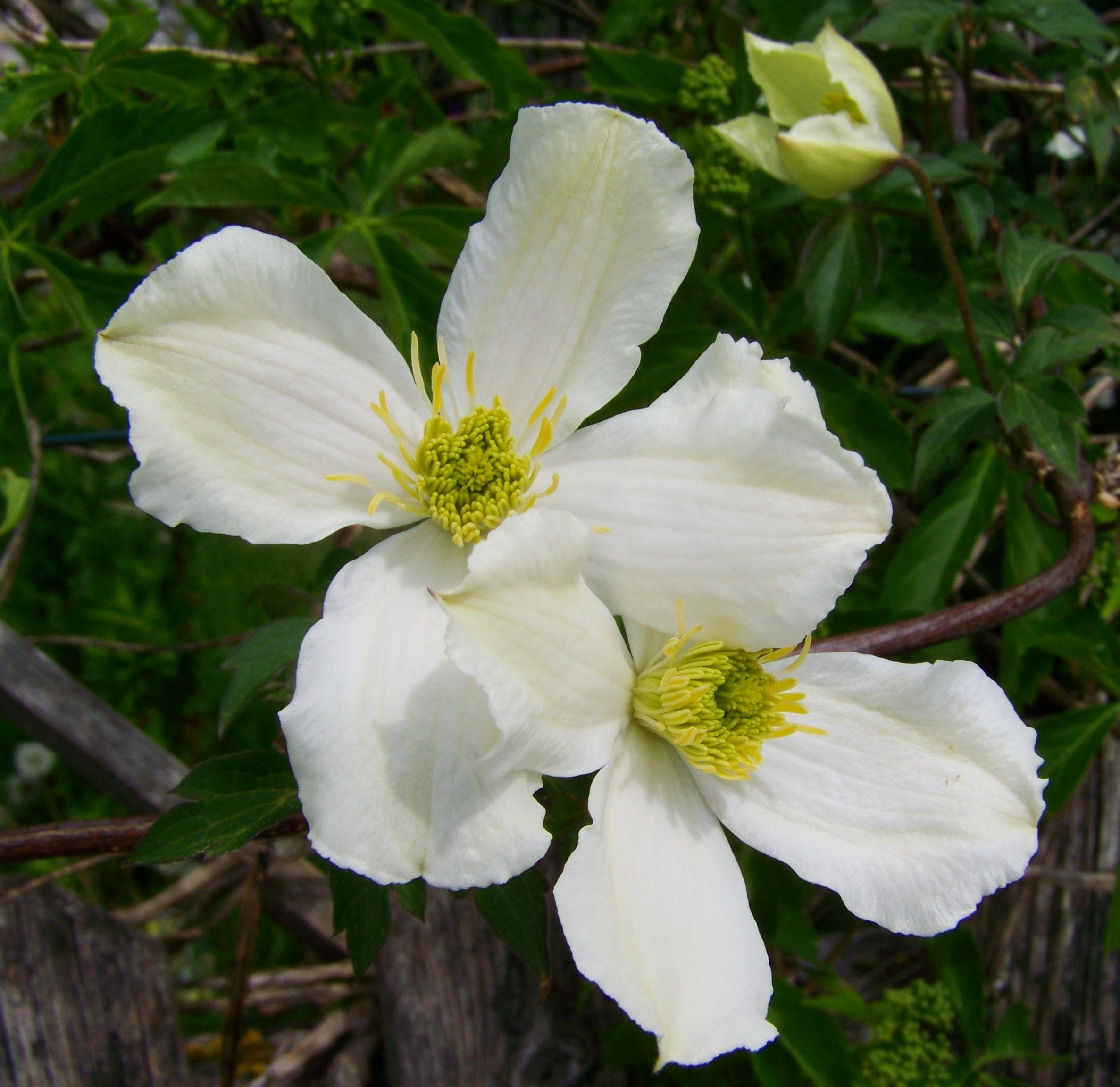 Clematis