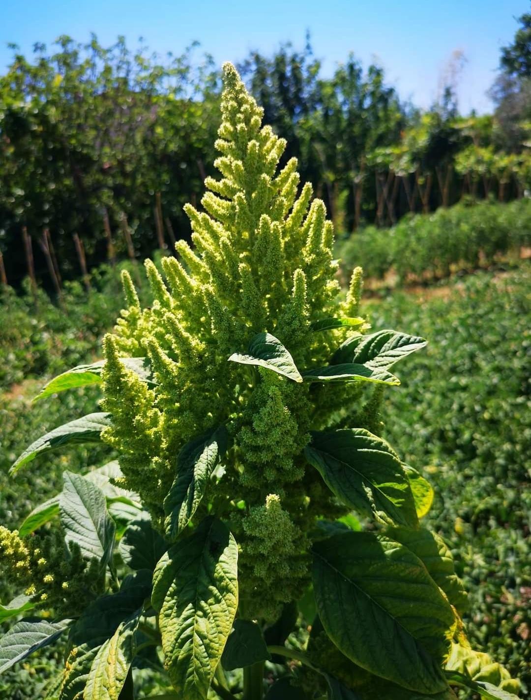 Sacchetto portasemi in omaggio 100 semi di AMARANTH AURELIA'S VERDE