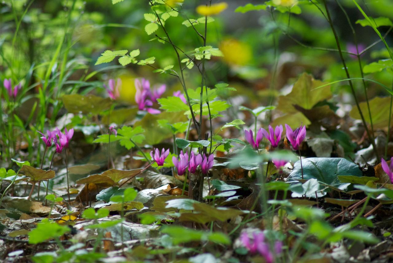 Ciclamini nel bosco dell' Oasi ©ChiaraOrtolani