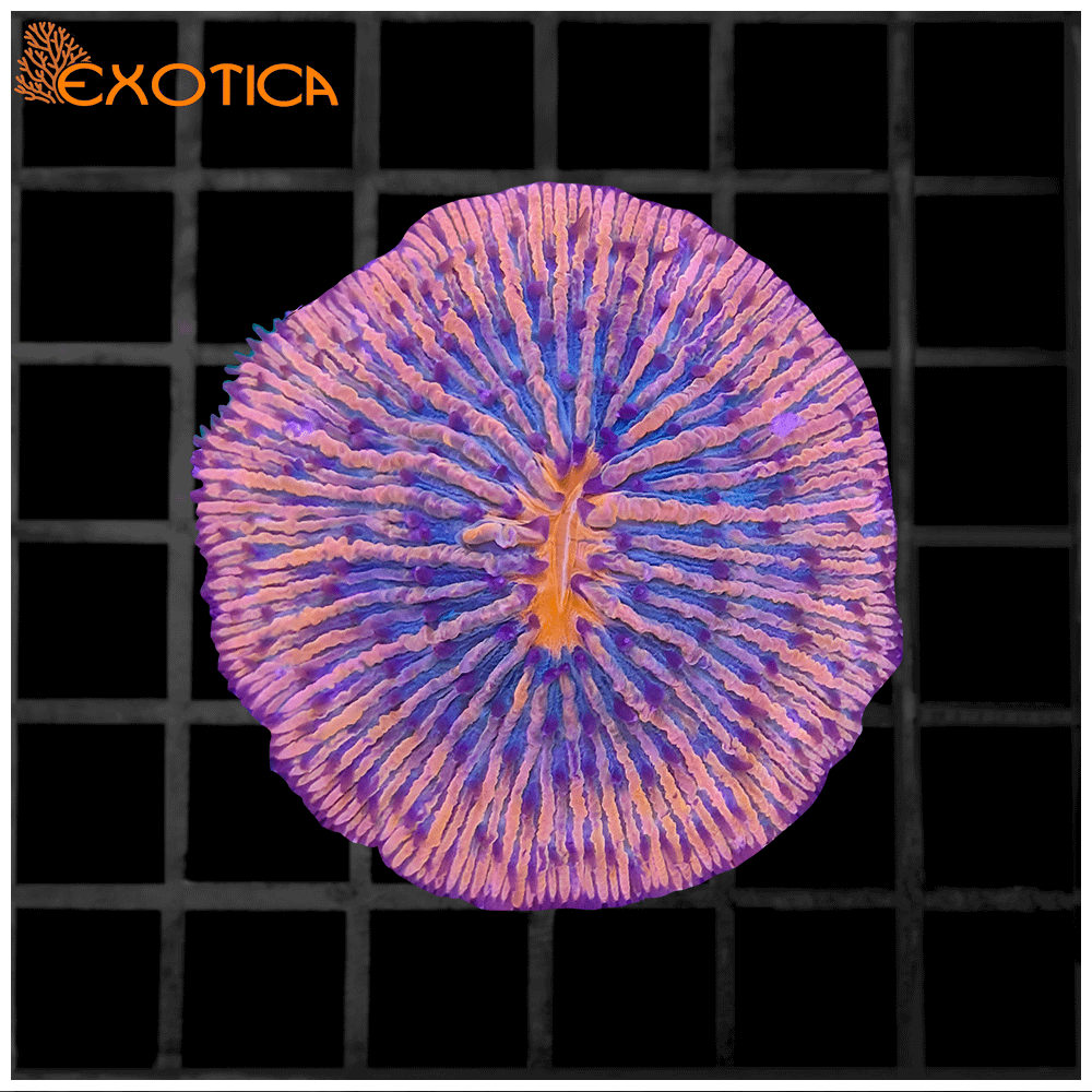 Fungia Orange Sunset