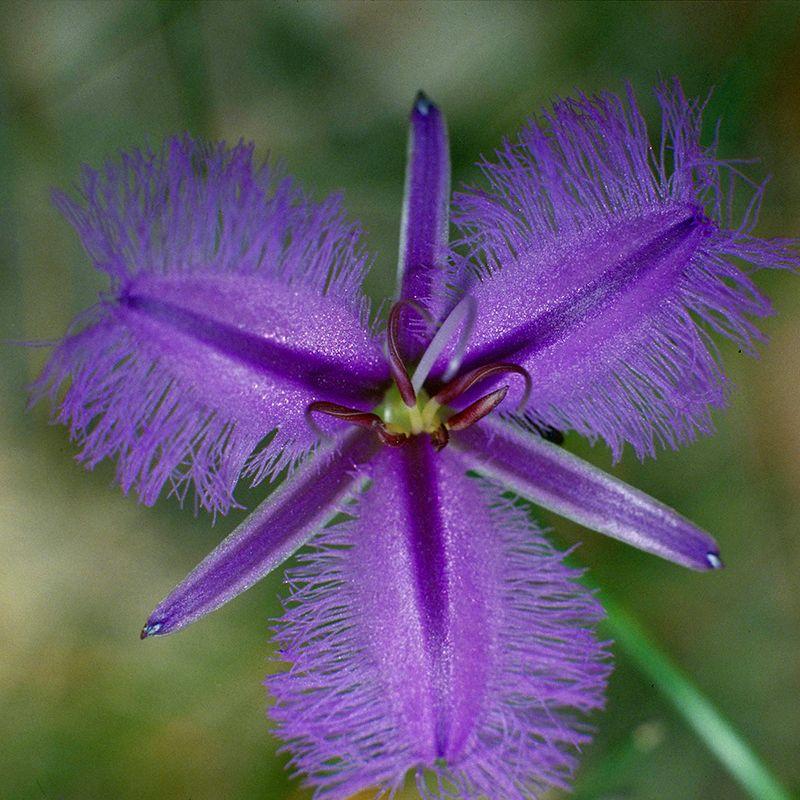 Fringed Violet