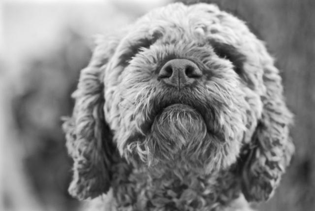 Lagotto romagnolo ©ChiaraOrtolani