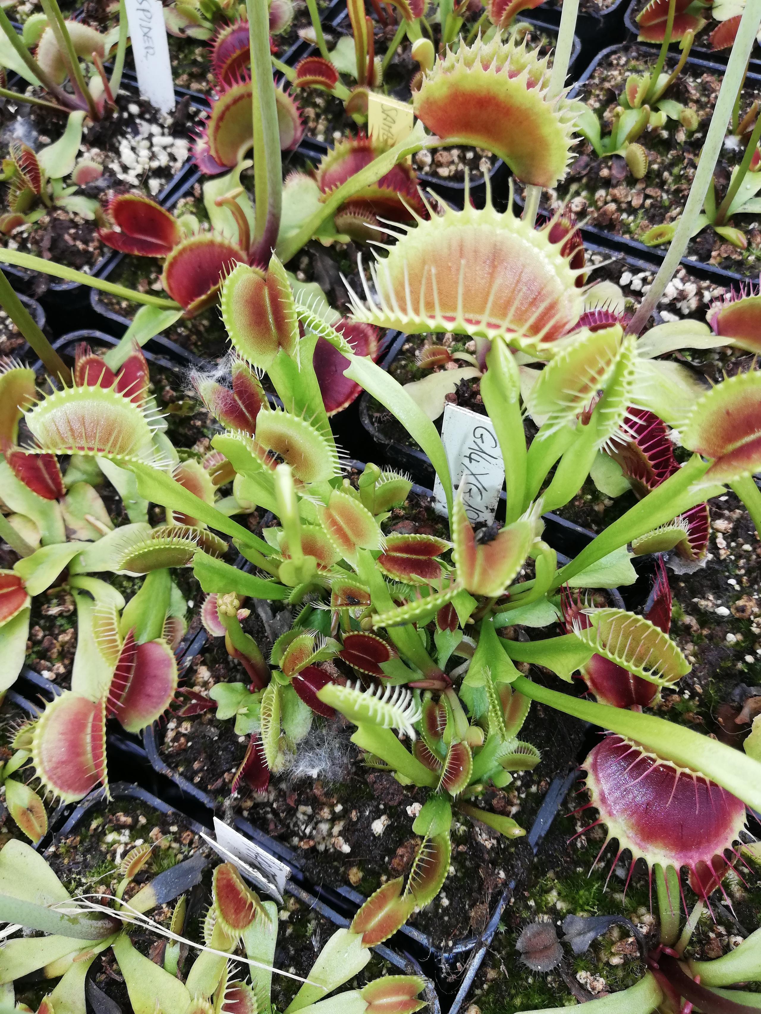 Dionaea muscipula in cultivar (40+ cultivars disponibili)