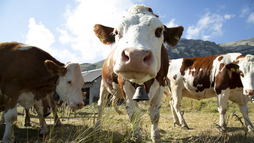 Foto di proprietà dell'Azienda Agricola #FAICHEESE