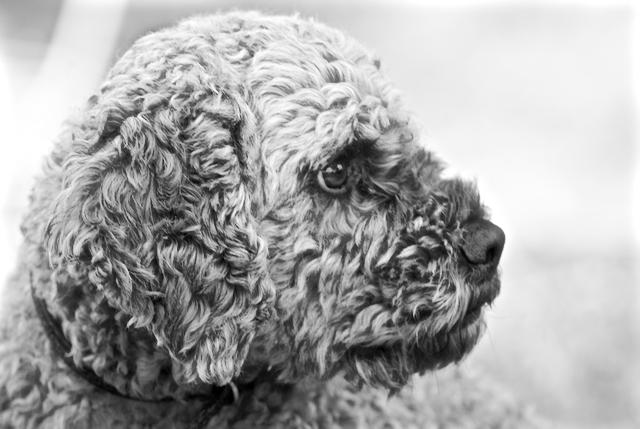 Lagotto romagnolo ©ChiaraOrtolani