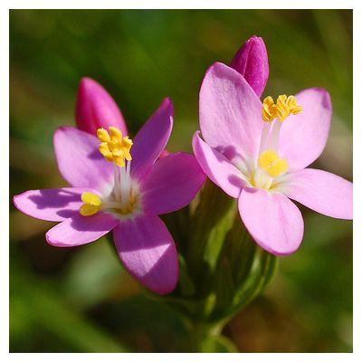 FIORI DI BACH: CENTAURY