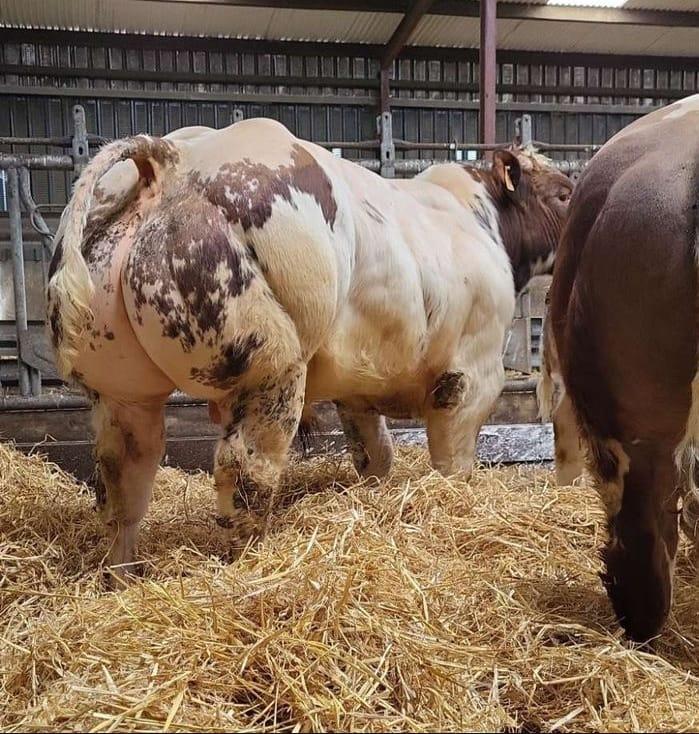 Corrib Tyson : Matricola: BE664774433 - Categoria BELGIAN BLUE