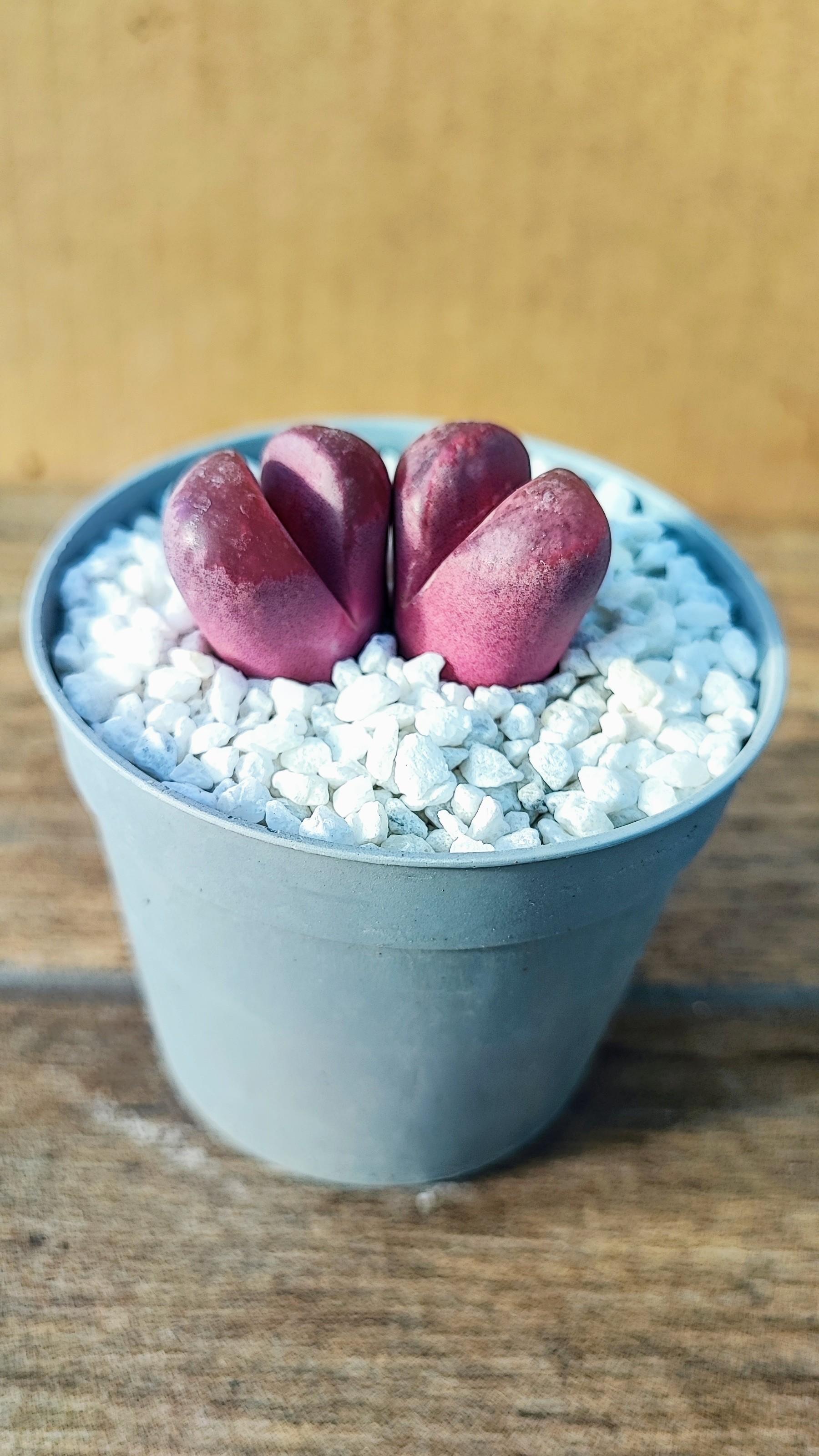 Lithops Optica Rubra