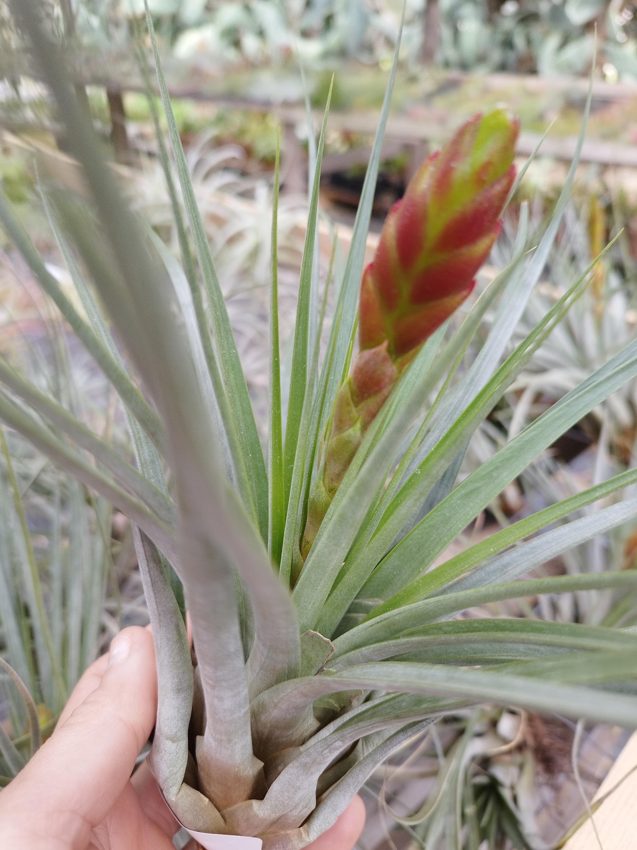 Tillandsia fasciculata