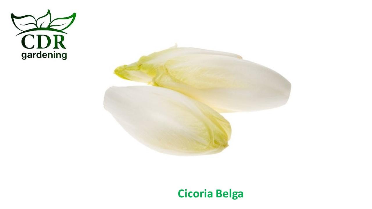 Cicoria belga
