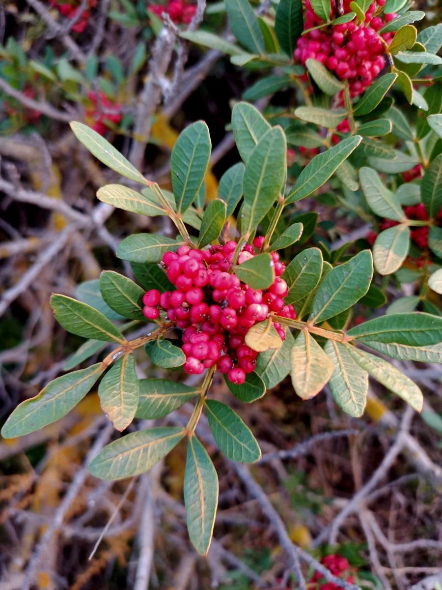 Lentisk, berry, pistacia, plant, fruct, lentisco, frutto, lentisque