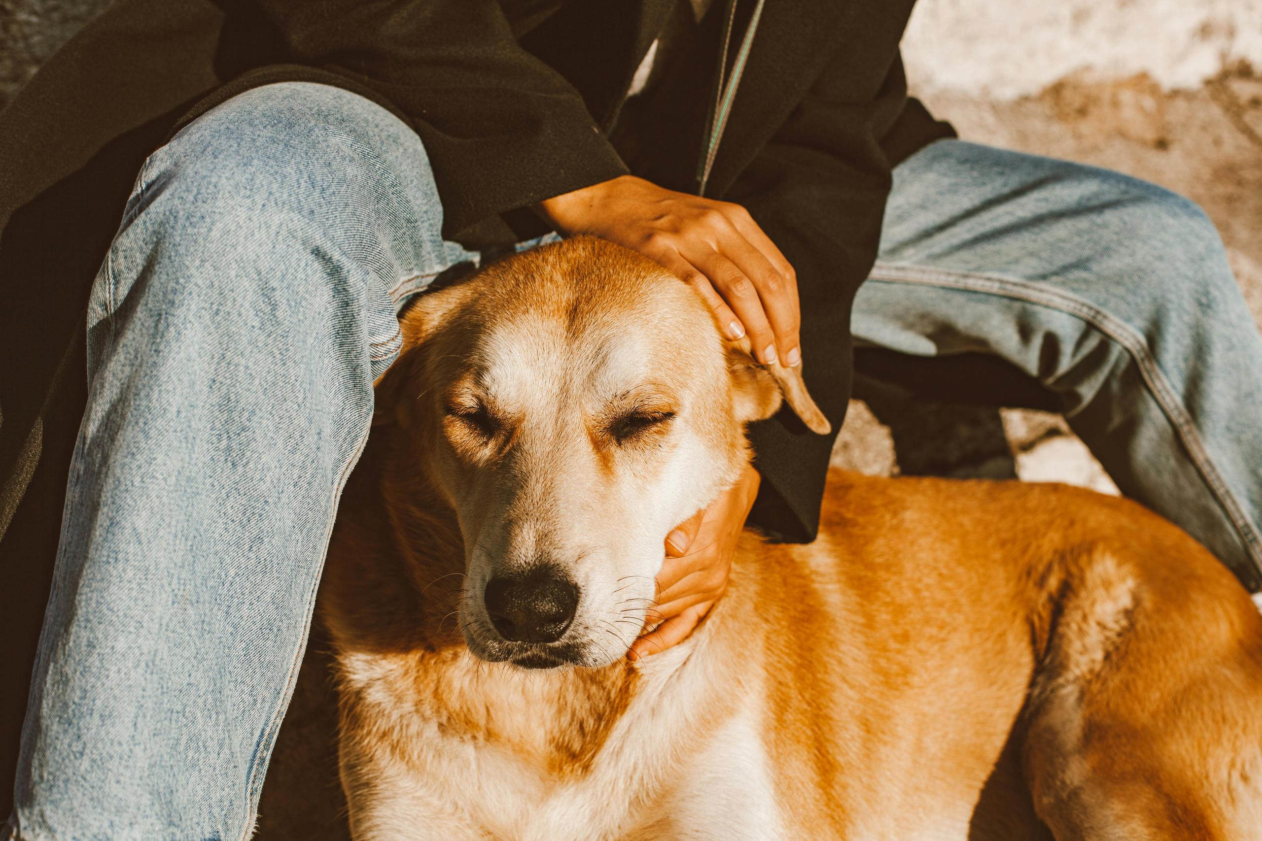 Il tuo cane ti capisce? Più di quello che pensi!