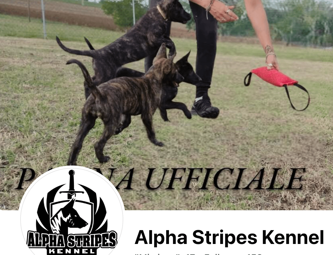 Nuova pagina Facebook "Alpha Stripes Kennel"