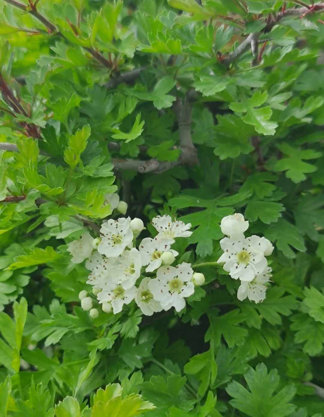 CRATAEGUS MONOGYNA (Biancospino) CM001