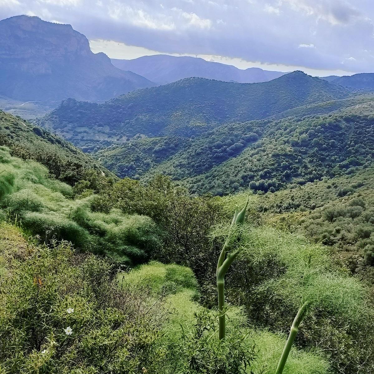 Sardegna finocchio Sardinia colline verdi