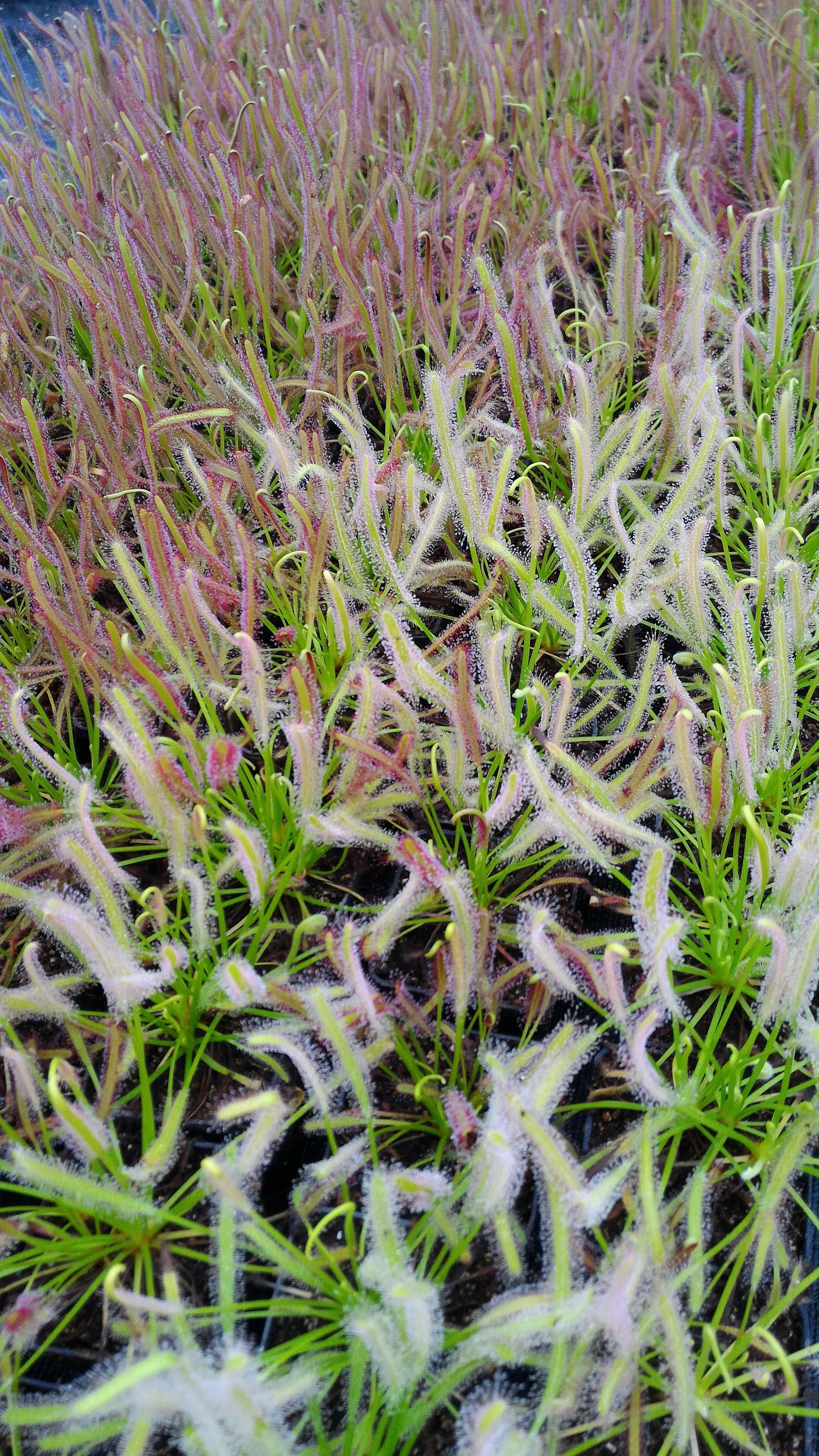 Drosera capensis alba