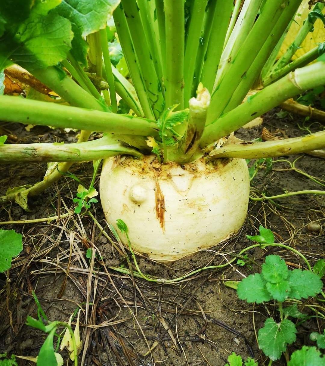 Sacchetto portasemi in omaggio 50 semi di Rapa Bianca gigante