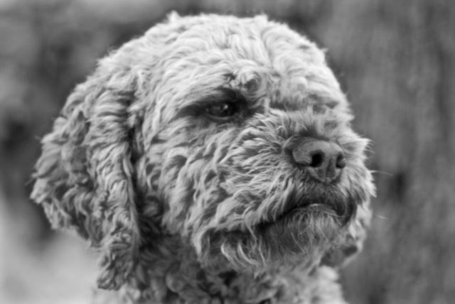 Lagotto romagnolo ©ChiaraOrtolani