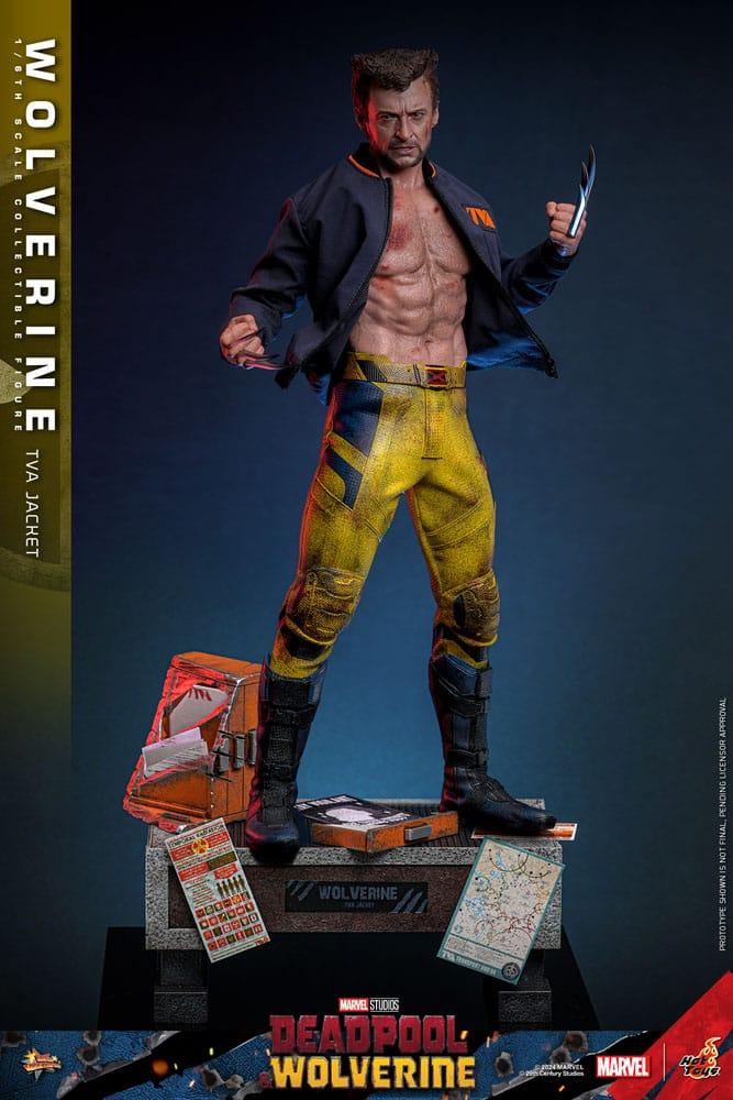 Hot Toys WOLVERINE Deadpool TVA JACKET VERSION 1/6 Action FIGURE Doll