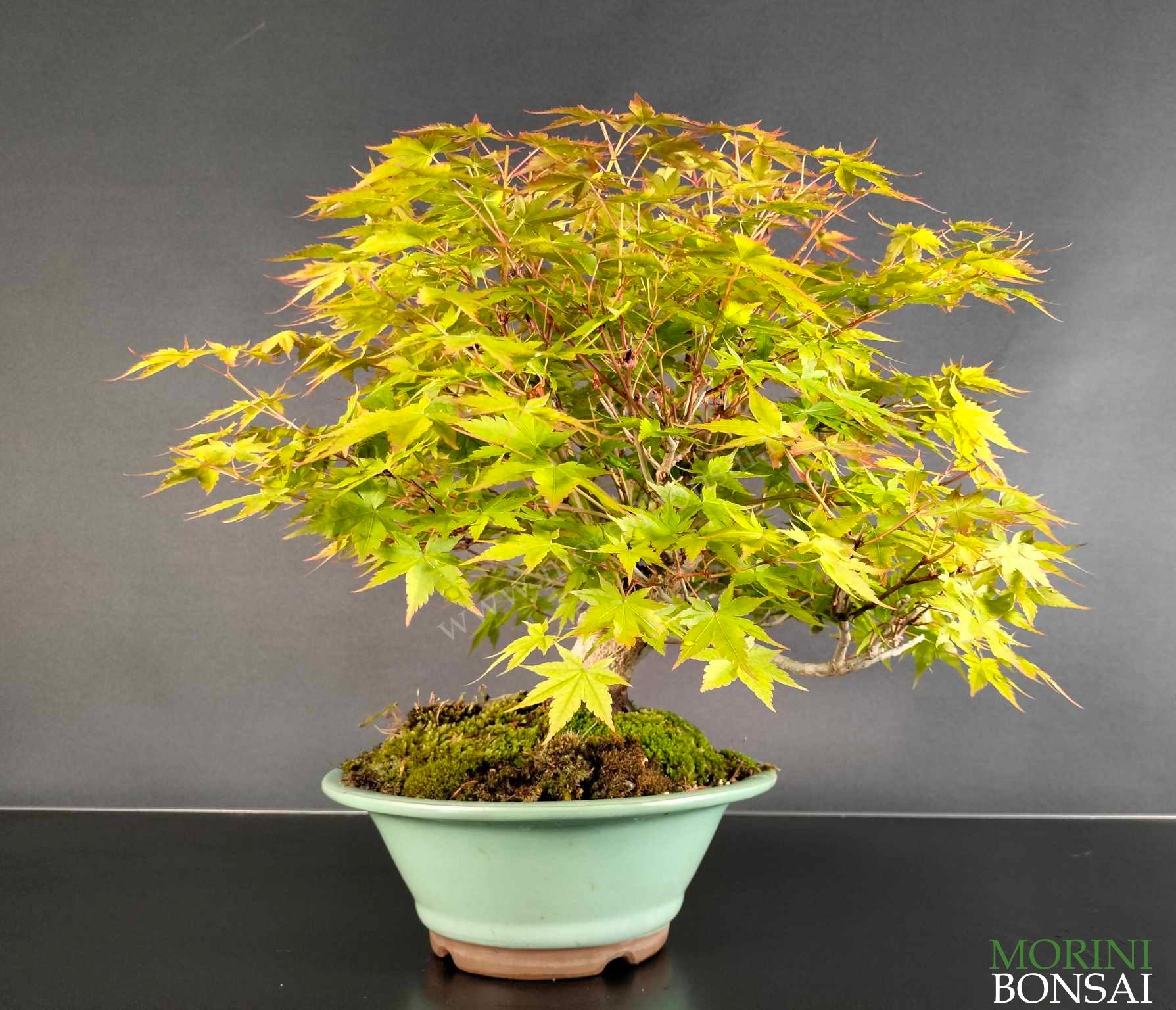 ACER PALMATUM Yamamomiji AP60