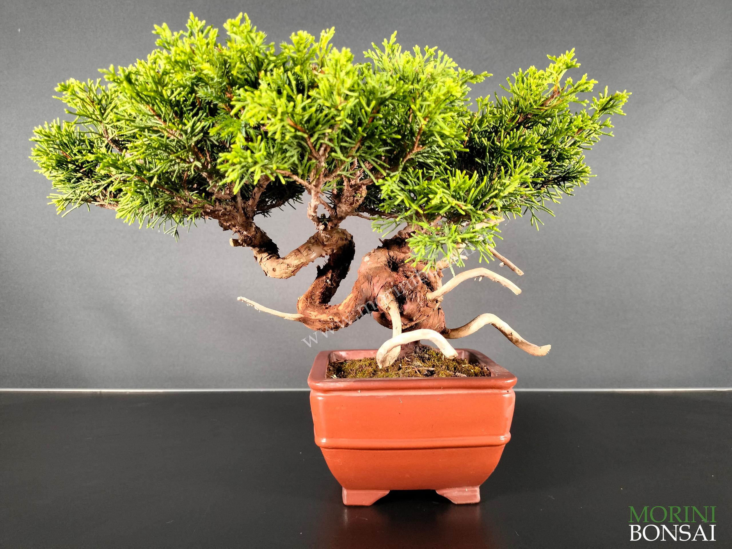 JUNIPERUS ITOIGAWA GI182