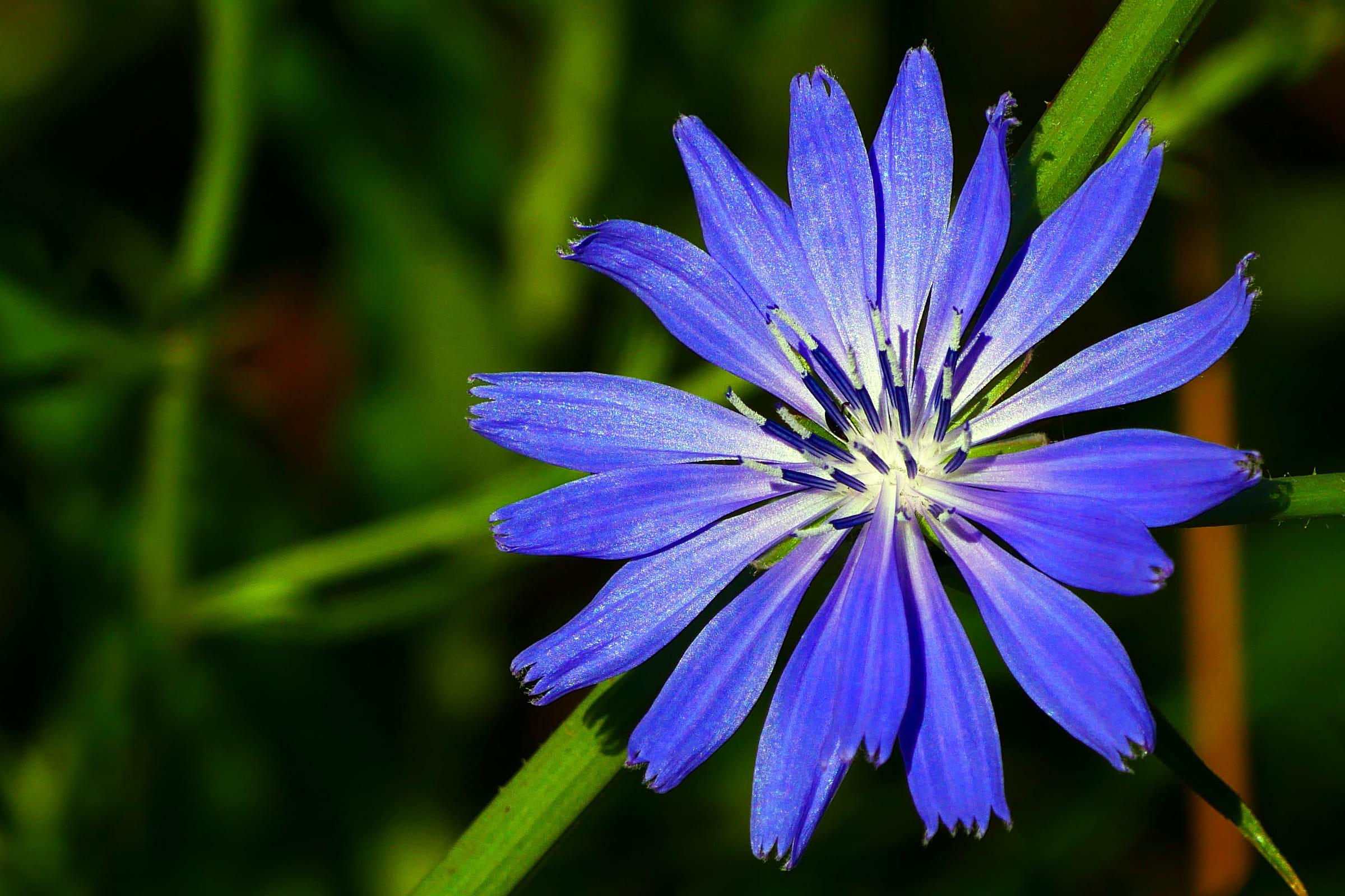 Chicory