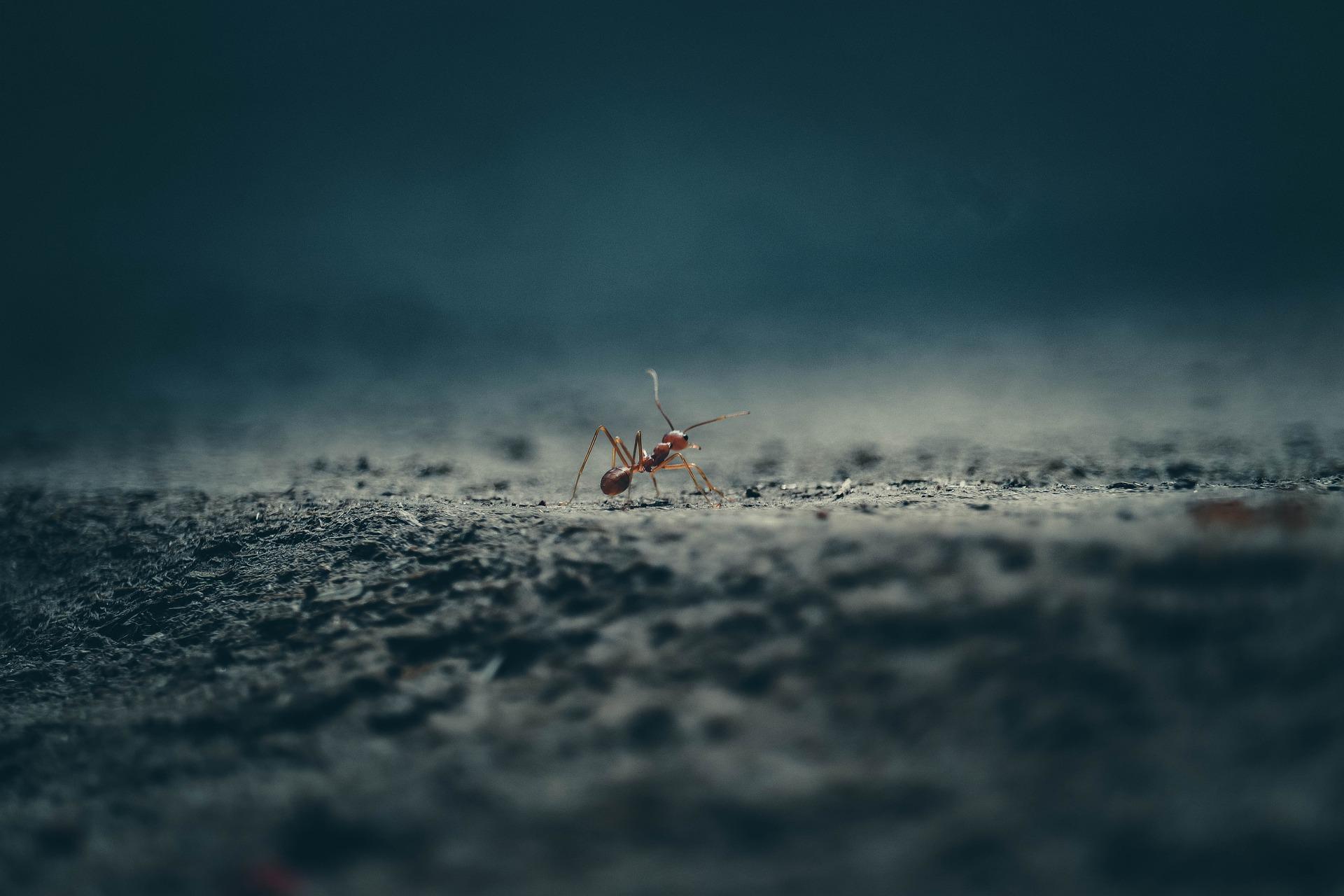 Una formica ...