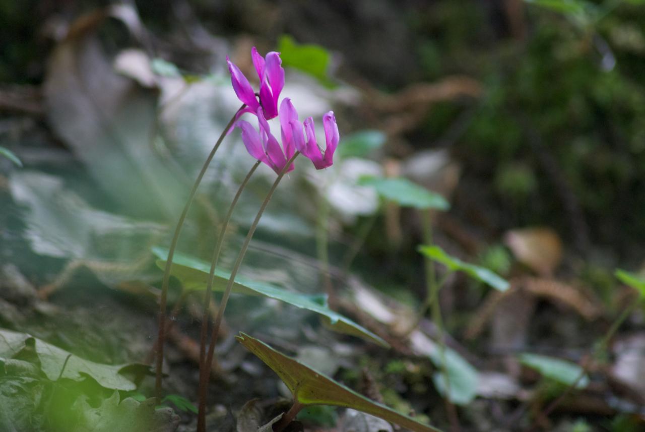 Ciclamini ©ChiaraOrtolani