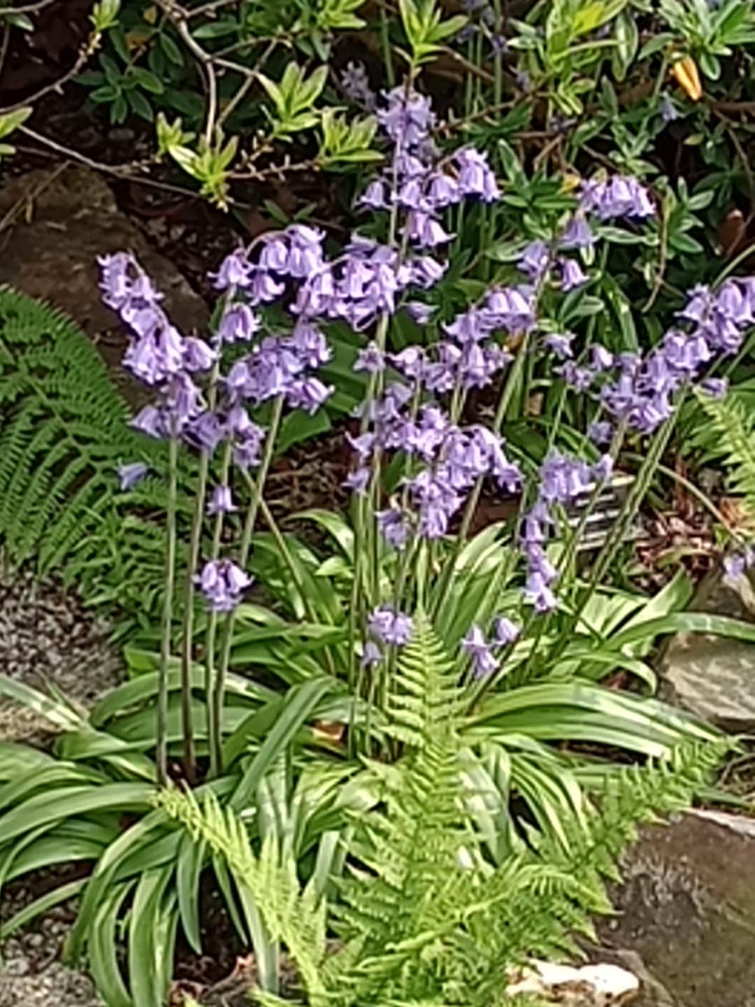 Foto di proprietà del Giardino Alpinia