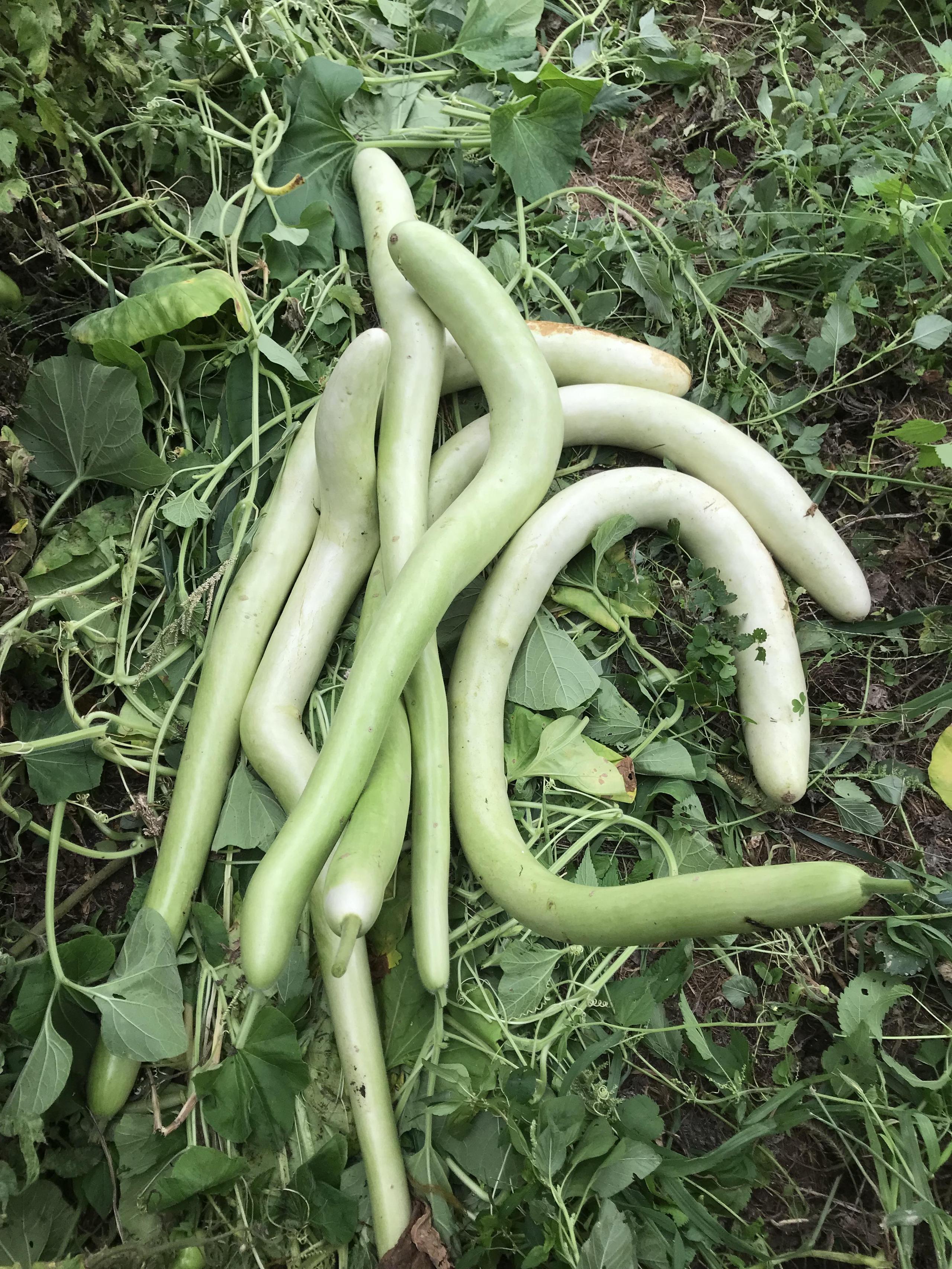 Zucchina lunga siciliana