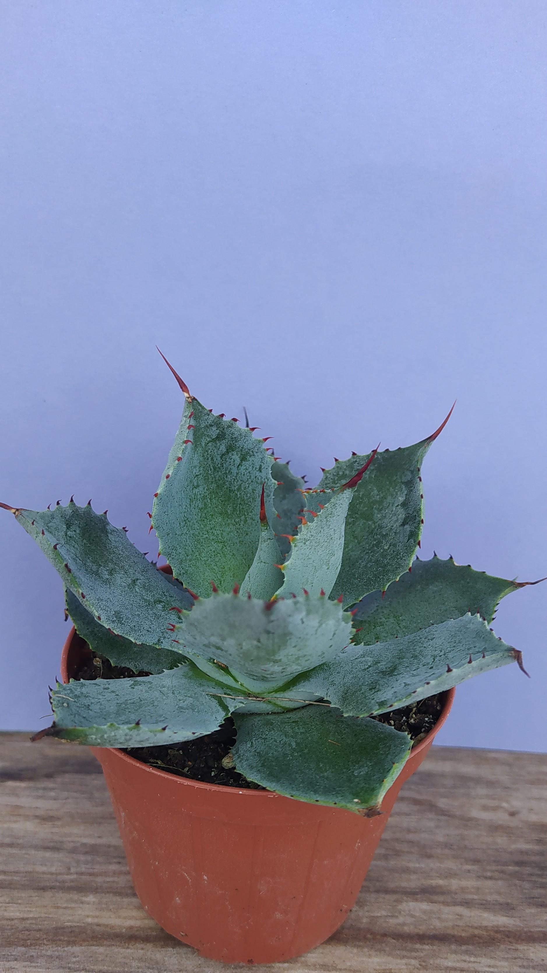 Agave Parryii