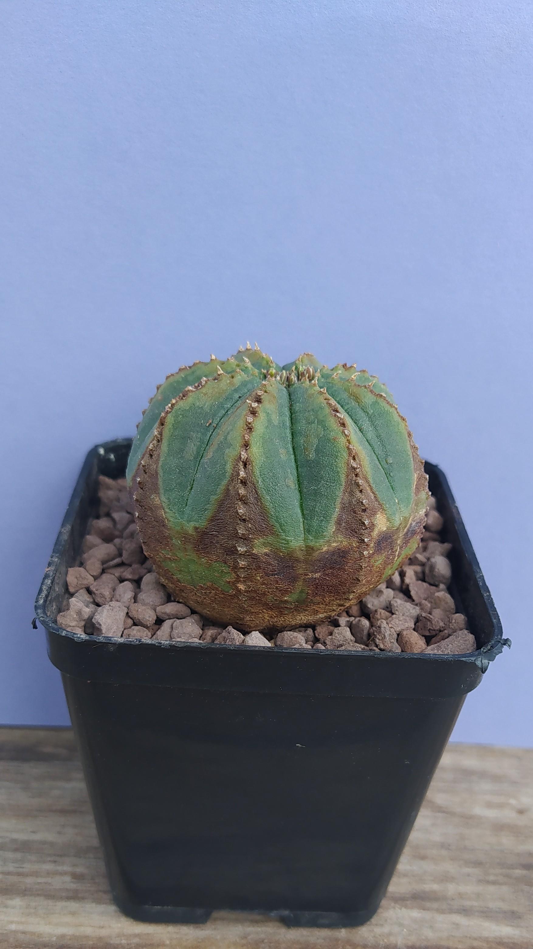 Euphorbia Obesa Rare form