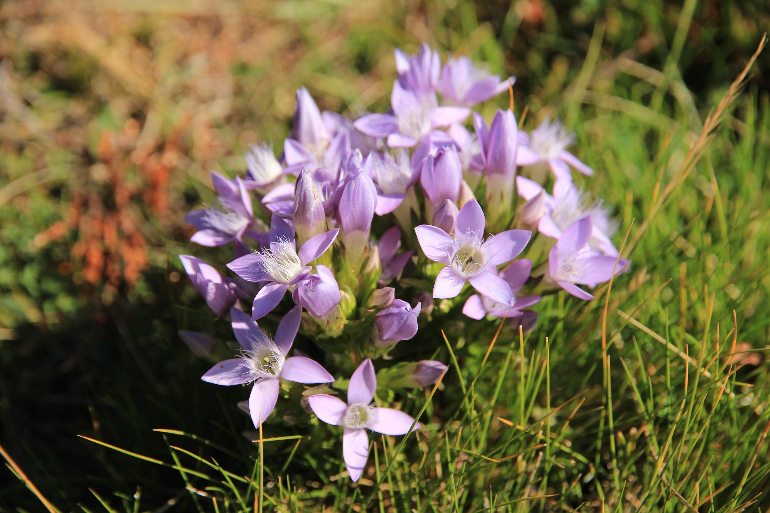 Gentian