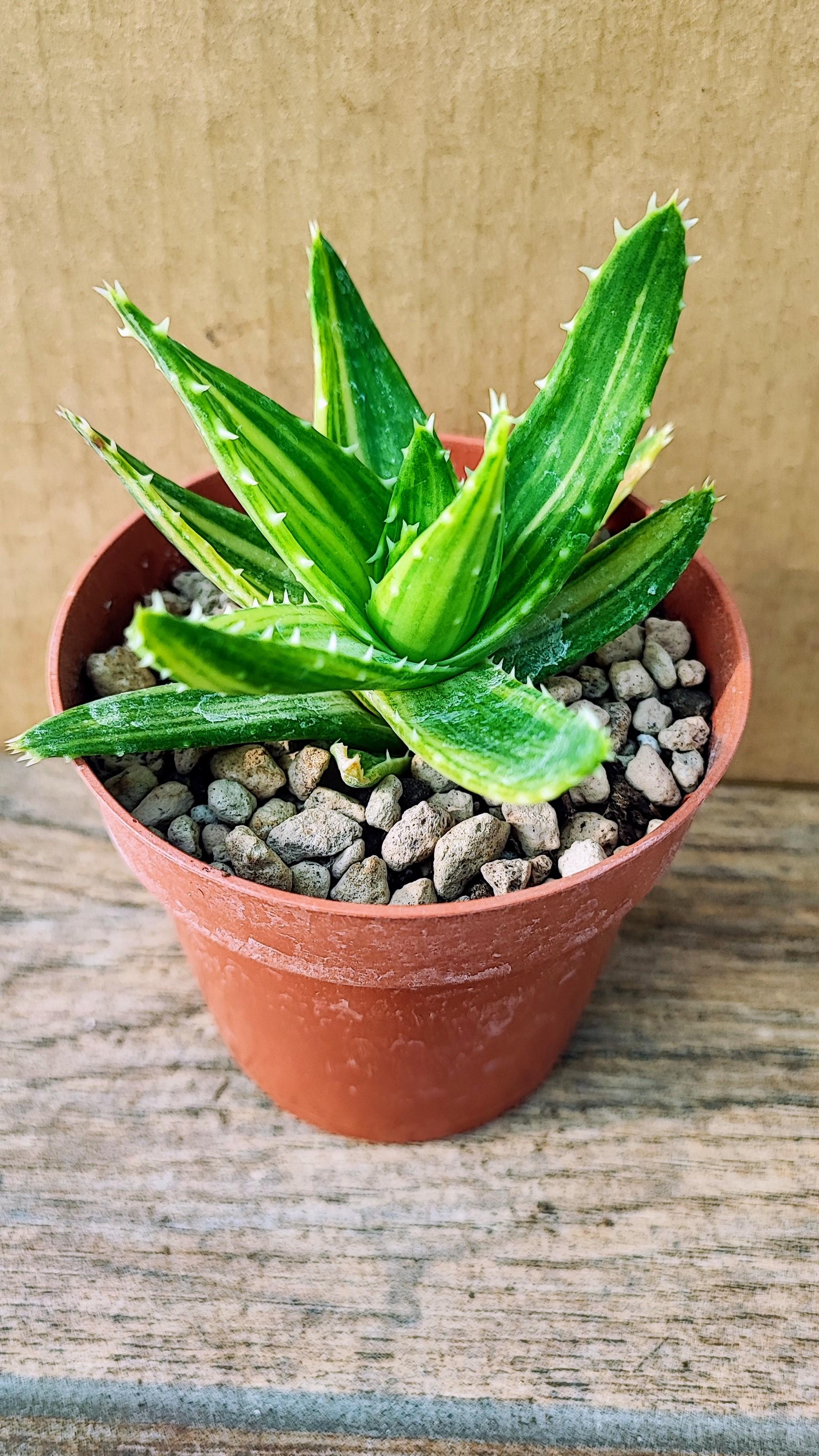 Aloe Mitriformis F. Variegata