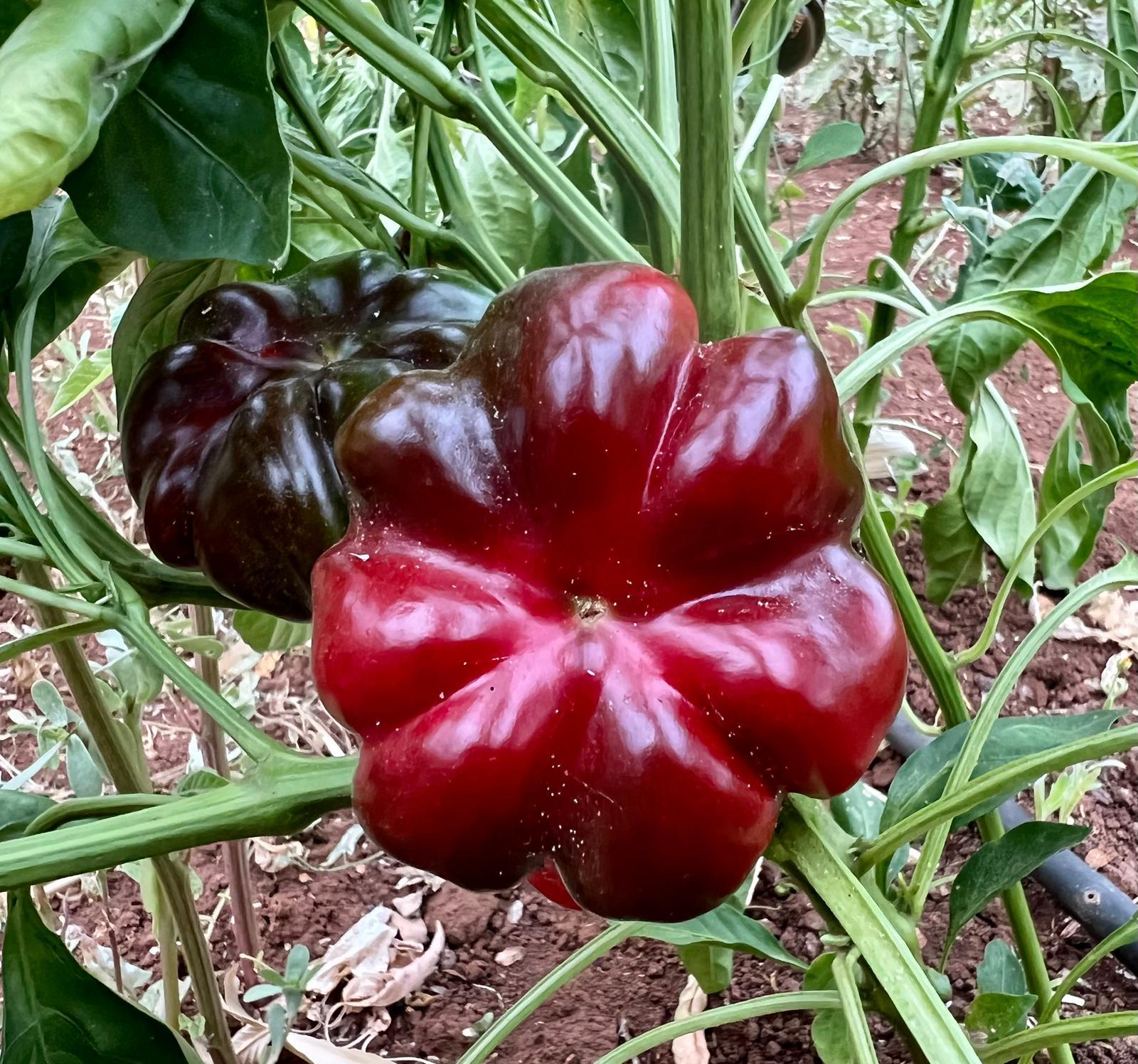 Sacchetto portasemi in omaggio 10 semi di Papaccella napoletana riccia rossa