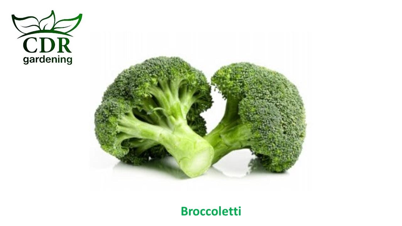 Broccoli