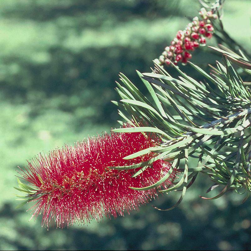 Bottlebrush