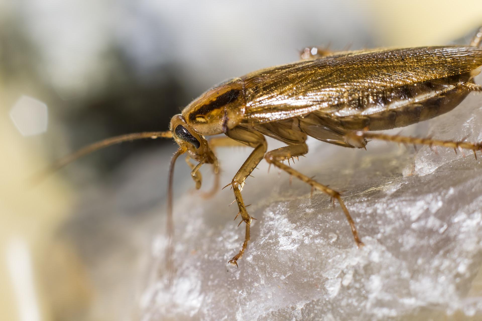 Blatta Orientalis, Blattella germanica, Periplaneta americana, Supella longipalpa