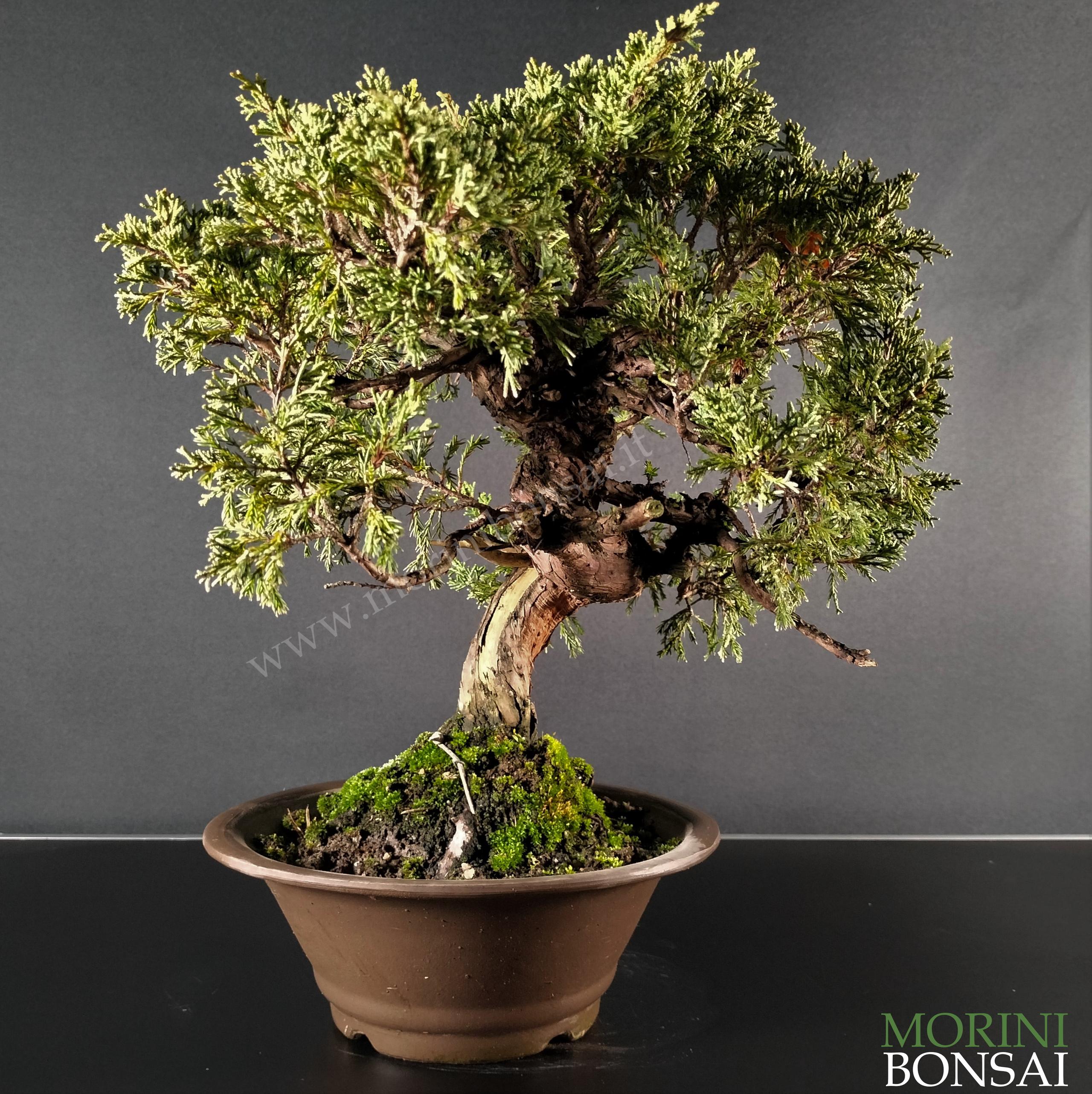 JUNIPERUS ITOIGAWA GI203