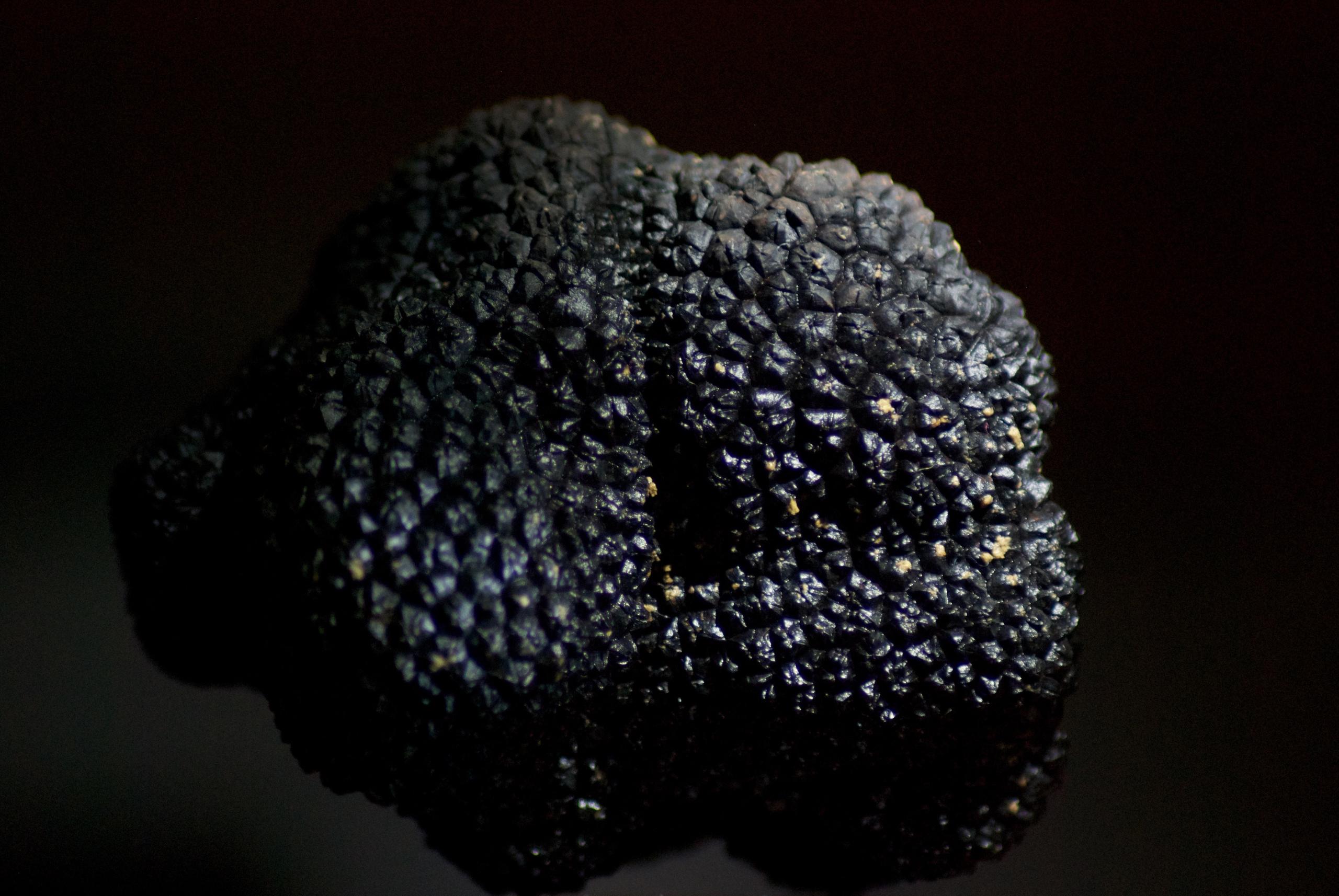 Tartufo nero ©ChiaraOrtolani