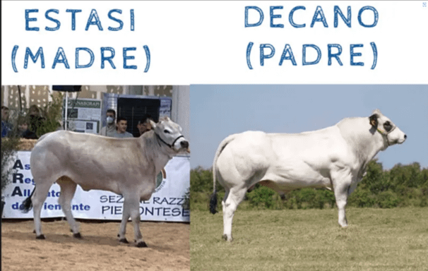 Embrioni Decano Estasi