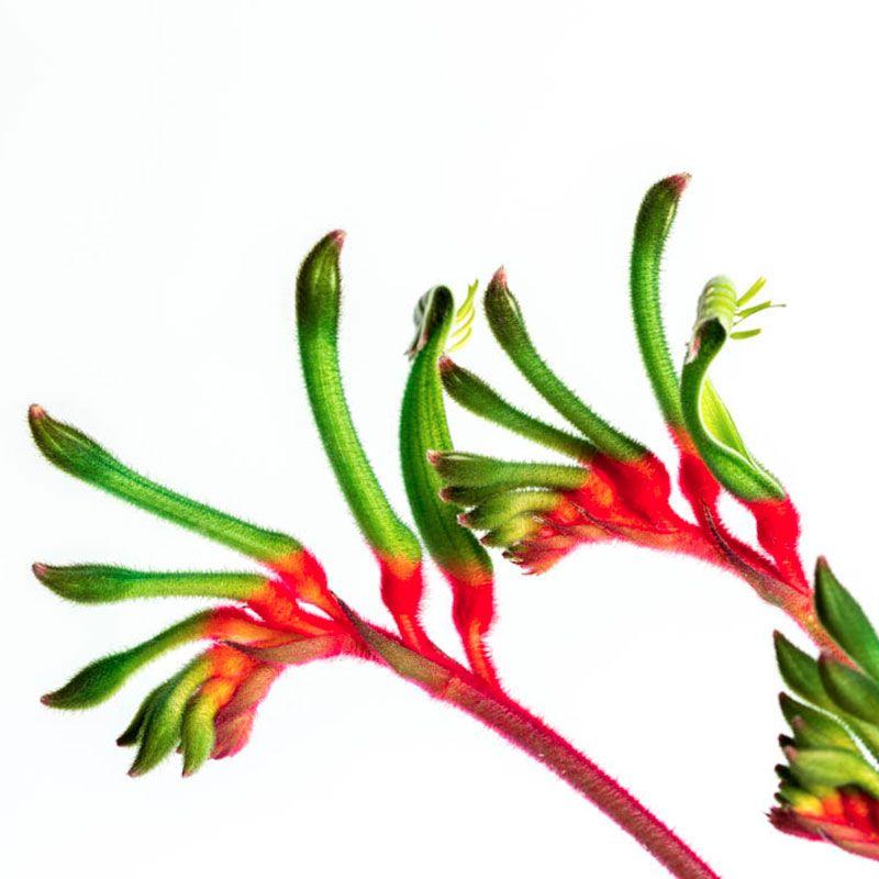 Kangaroo Paw