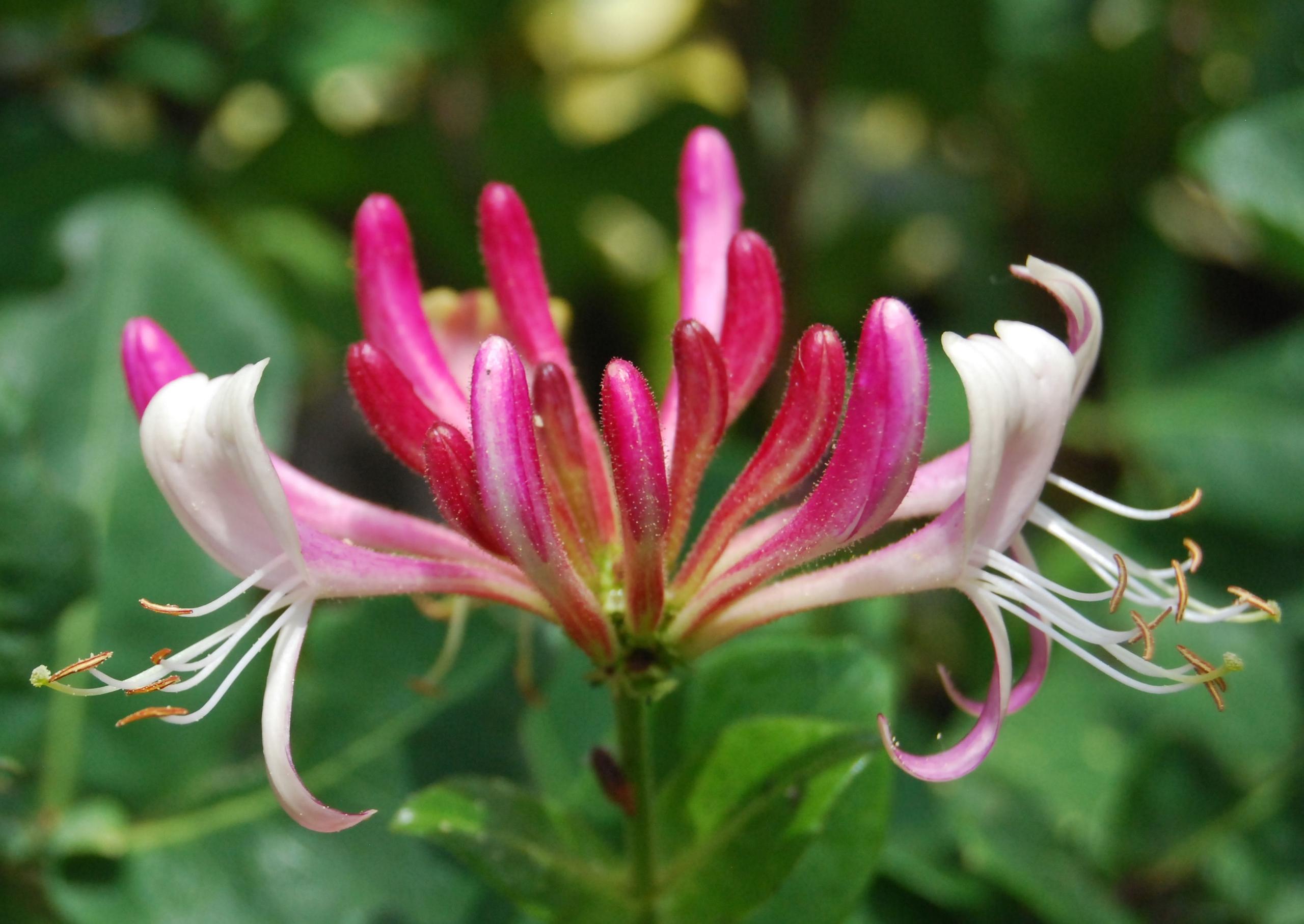 Honeysuckle