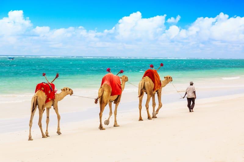 DIANI BEACH - KENYA - AFRICA