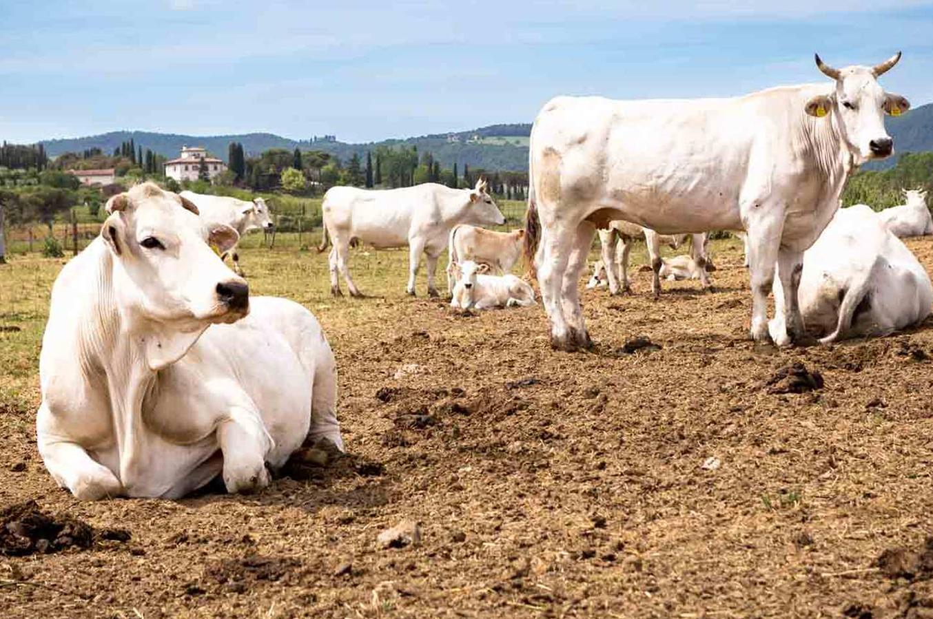 Aperte le iscrizioni per gli EU Organic Awards, i premi per le coltivazioni biologiche