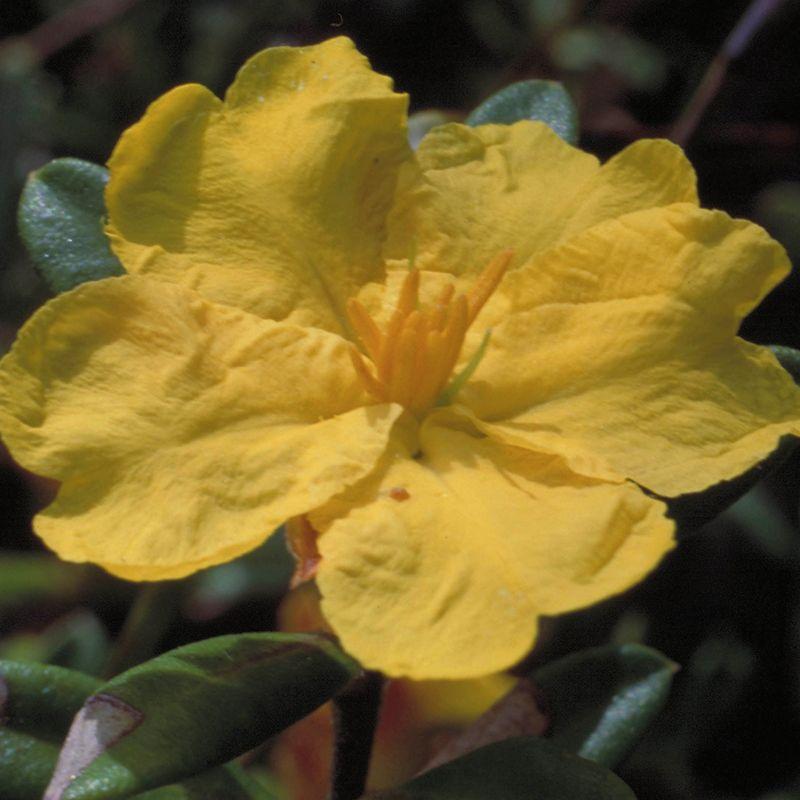 Hibbertia