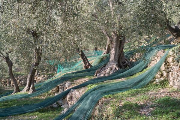 olive-liguriajpg