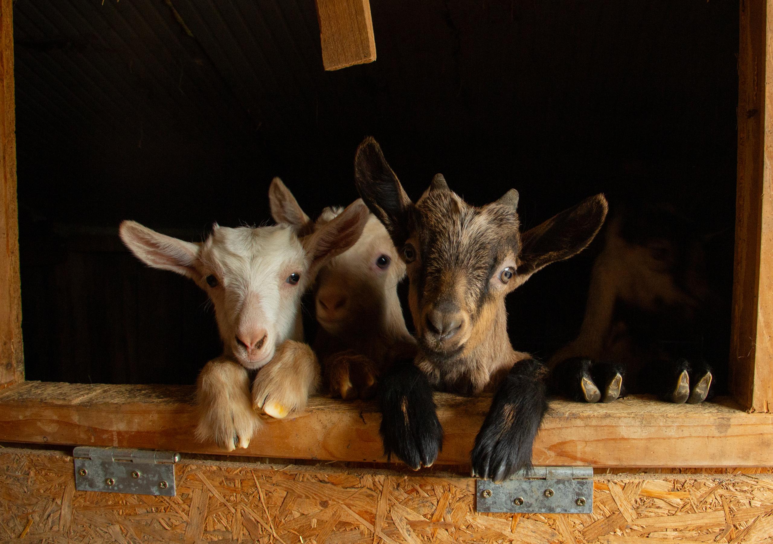 Foto di proprietà dell'Azienda Agricola #FAICHEESE