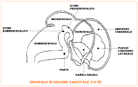 Sviluppo embrionale dell'epidermide