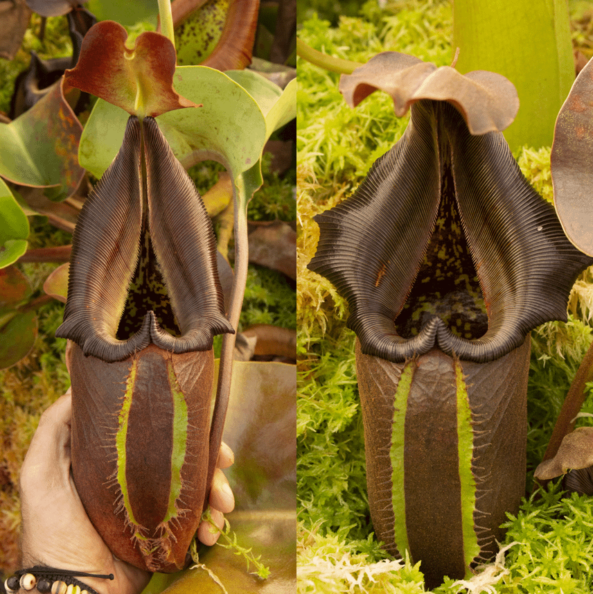 nepenthes nebularumpng